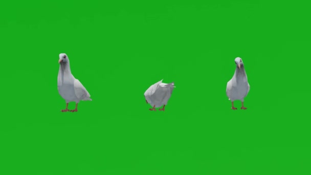 3D鳩の緑の画面を見て回る3つの異なるビュー — ストック動画