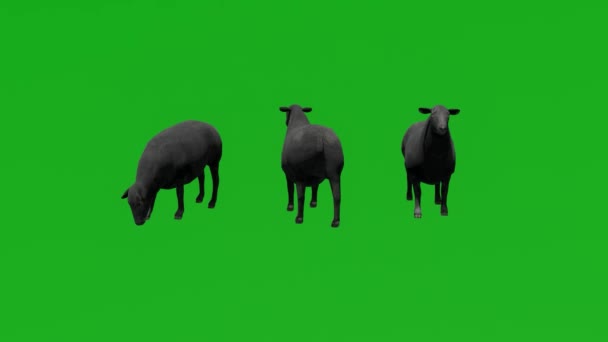 3D黒羊の緑の画面3つの異なるビューでフィールドを食べる — ストック動画