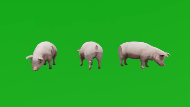 3D白豚の緑の画面3つの異なるビューで農場を食べる — ストック動画