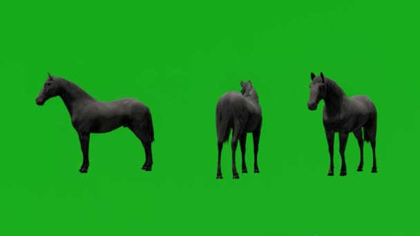 3つの異なるビューでフィールドを食べる3Dレース馬の緑の画面 — ストック動画