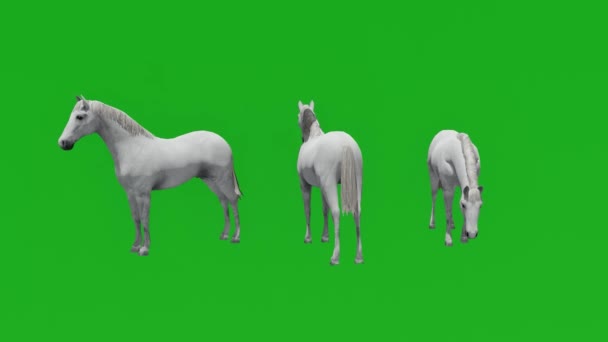 Гонки Белый Конь Зеленый Экран Стоя Различными Видами — стоковое видео