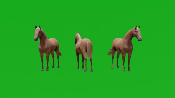 Местный Конь Зеленый Экран Пастбища Равнины Различными Видами — стоковое видео