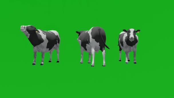 3Dヨーロッパの牛の緑の画面は 3つの異なるビューでフィールドの周りを見る — ストック動画