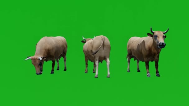 3D地元の牛の緑の画面の放牧3つの異なるビューで平野 — ストック動画