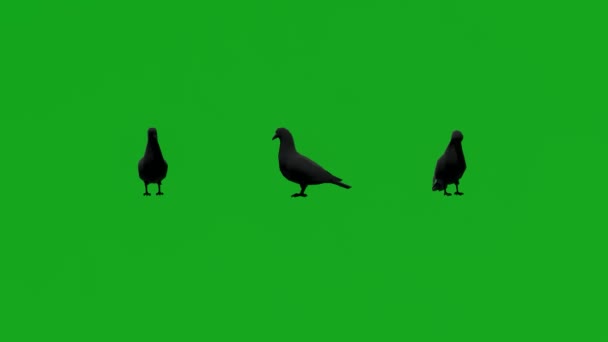 Animazione Piccione Nero Che Mangia Semi Schermo Verde Chiave Cromatica — Video Stock