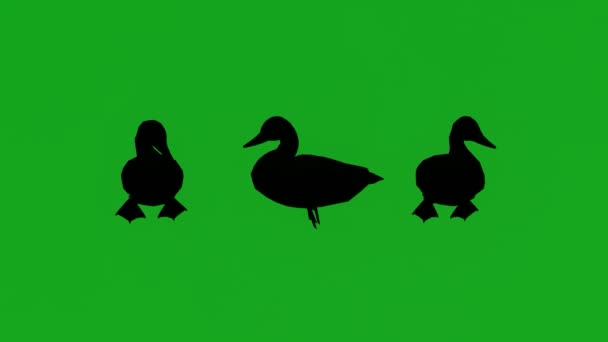 动画黑鸭环视四周 清洁绿色屏风色键3种不同的观点 — 图库视频影像