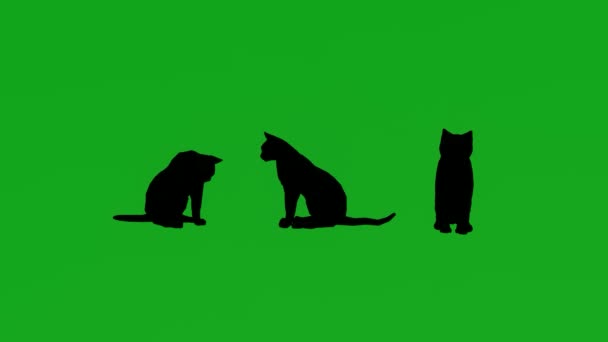 Doméstico Gato Tela Verde Andando Com Visualizações Diferentes — Vídeo de Stock