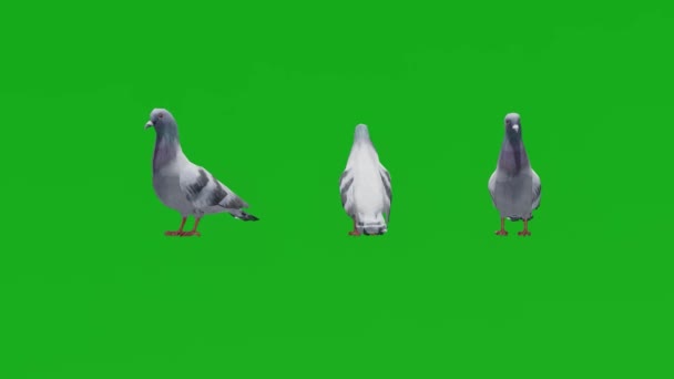 3D城市鸽绿色屏幕吃3种不同的观点 — 图库视频影像
