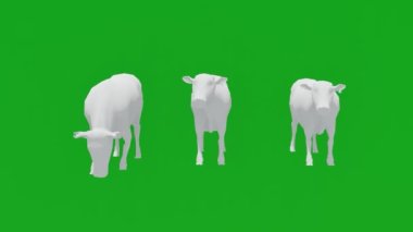 3 boyutlu animasyon 3 beyaz süt ineği 10 yeşil ekran arkaplan renk görüşü olmadan hareket ediyor ve yemek yiyor