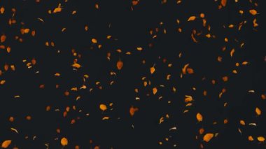 Düşen yapraklar ağaçlardan dökülen yeşil ekran beyaz ve siyah sonbahar yapraklar düşen yeşil ekran beyaz ve ağaçlardan siyah sonbahar