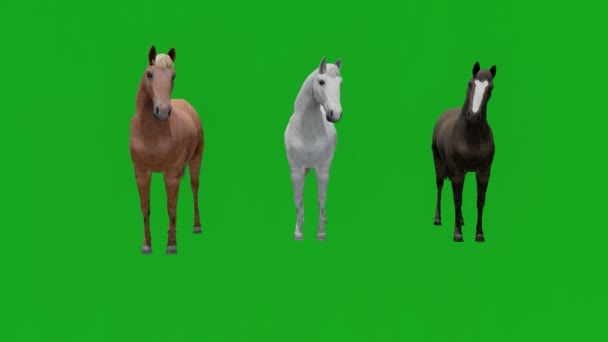 Tre Olika Fullblod Tävlingshästar Grön Skärm Väntar Loppet För Att — Stockvideo