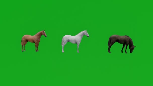 Три Различных Арабских Скаковых Лошадей Зеленый Экран Ходить Ждать Боковой — стоковое видео