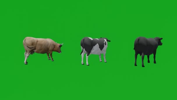 Drie Verschillende Vlees Buffel Groen Scherm Eten Lopen Wachten Achteraanzicht — Stockvideo