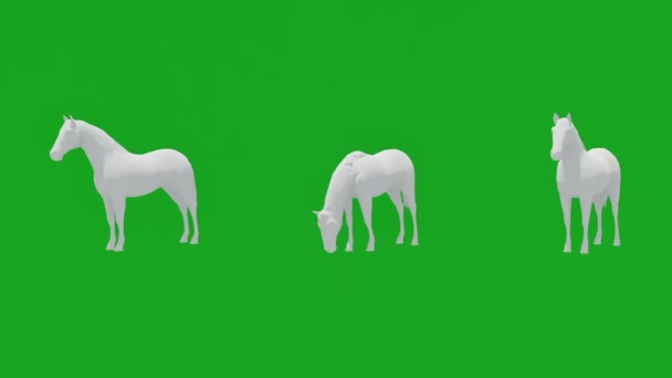 Animatie Drie Witte Paarden Groen Scherm Achtergrond Bewegen Eten Zonder — Stockvideo