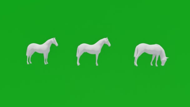 Анимации Три Белых Лошадей Зеленый Экран Фон Перемещения Едят Цвета — стоковое видео
