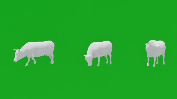 Анимации Три Белых Коров Молока Зеленый Фон Экрана Перемещения Едят — стоковое видео