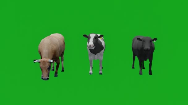 3Dいくつかの異なる国内および搾乳牛の緑の画面食べると歩くとミルクフロントビュークロマ — ストック動画