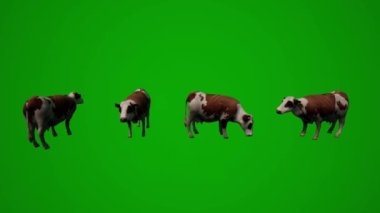 3D hayvan çeşitli süt veren evcil inekler yeşil ekran arka plan yeme ve yürüme farklı görüşler kroma anahtarı
