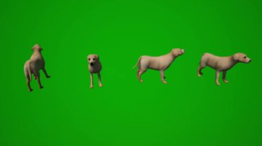 3D sevimli hayvan evcil köpek yeşil ekran arka plan yeme, ayakta durma ve birkaç farklı görünüm kroma anahtarı oynatma