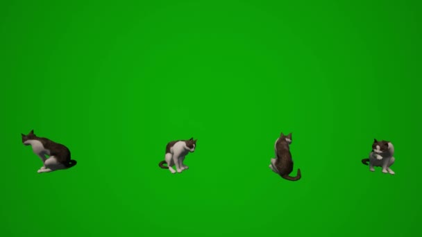 3D動物かわいい国内猫緑の画面の背景いくつかの異なるビューを食べて掃除クロマキー — ストック動画
