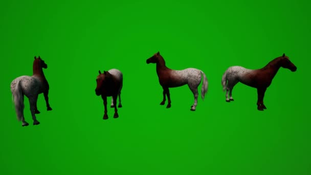 Животных Чистокровных Скаковых Лошадей Зеленый Экран Задний Едят Стоя Несколько — стоковое видео
