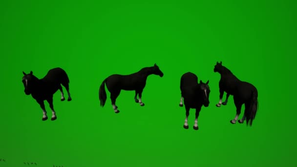 Animal Herd Wild Horses Green Screen Background Eating Running Several — Stock Video