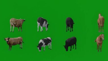 Yeşil ekran içinde üç boyutlu inekler ve atlar izole edilmiş arka planda yiyip sallanıyorlar.