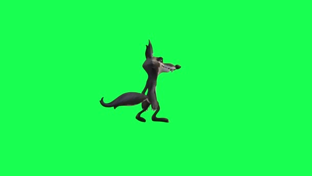 Animation Personnage Dessin Animé Loup Sur Écran Vert Marchant Regardant — Video