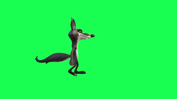 Yeşil Ekranda Yürüyen Kapıyı Açan Arayan Bir Kurdun Boyutlu Animasyonu — Stok video