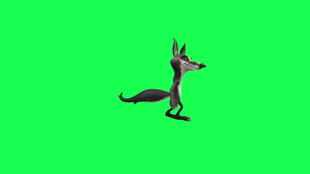 Мультфильм Анимации Волк Зеленом Экране Интересно Ходить Искать Chroma Key — стоковое видео