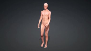 3D kadın vücut anatomisi sohbet siyah ekranda yürüyen insanlar animasyon 4k