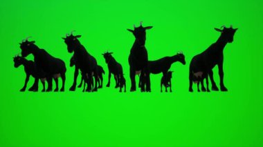 Yeşil ekranda 3D keçi, insanlar animasyon 4k yapıyor.