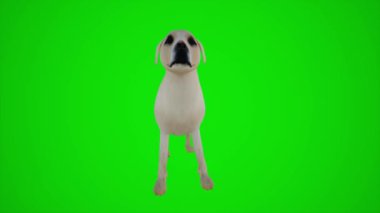 3D köpek yeşil ekranda, insanlar animasyonu 4K yapıyor.