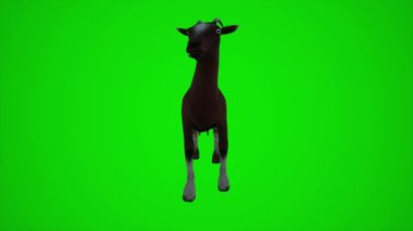 Yeşil ekranda 3D keçi, insanlar animasyon 4k yapıyor.