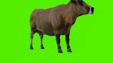 3D rendeleme yeşil ekran krom anahtar animasyonu üç köşeli bir açıdan ayakta duran kahverengi bir inek izole
