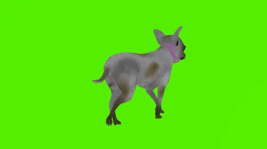 3d render yeşil ekran krom anahtar animasyonu Gri köpek üçgenin açısından yürüyor