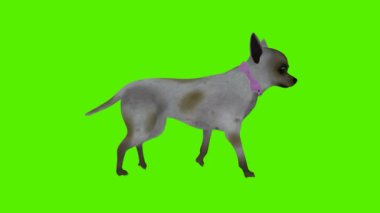 3D rendeleme yeşil ekran krom anahtar animasyonu Yan açıdan yürüyen gri köpek izole
