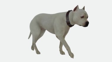 3D görüntüleme yeşil ekran krom anahtar animasyonu izole köpek beyaz bir ekranda üçgenin açısından yürüyor