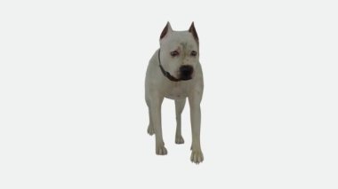 3D görüntüleme yeşil ekran krom anahtar animasyonu izole edilmiş köpek beyaz ekran üzerinde zıt açıdan yürüyor