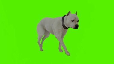 3 boyutlu yeşil ekran krom anahtar animasyonu izole edilmiş beyaz köpek üçgenin açısından yürüyor