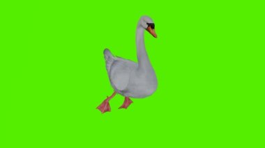 3D görüntüleme yeşil ekran krom anahtar animasyonu izole edilmiş beyaz kuğu üç taraflı açıyla yüzüyor