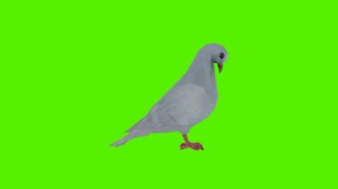 3 boyutlu yeşil ekran krom anahtar animasyonu izole edilmiş beyaz güvercin yan açıdan tahıl yiyor