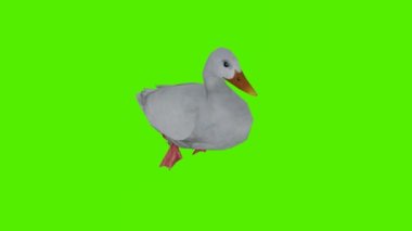 3 boyutlu yeşil ekran krom anahtar animasyonu izole edilmiş şirin ördek ön açıdan ve koltuk altından bir şeyler yiyor.
