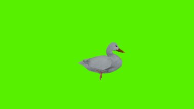 3 boyutlu yeşil ekran krom anahtar animasyonu izole edilmiş beyaz ördek koltuk altından yüzüyor.