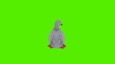 3D görüntüleme yeşil ekran krom anahtar animasyonu izole edilmiş beyaz ördek yüzüyor, arka açıdan tırmalıyor.