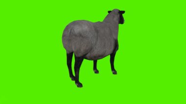 3 boyutlu yeşil ekran krom anahtar animasyonu, obez ve komik koyunların koyunlarını izole ederek sırt ve koltuk altlarından ayakta durup yemek yiyor.