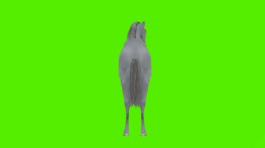 3D rendeleme yeşil ekran krom anahtar animasyonu izole şirin gri at arka açıdan ayakta durma moduna bakıyor
