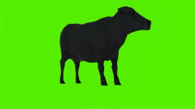 3D görüntüleme yeşil ekran krom anahtar animasyonu izole siyah inek ön açı ve koltuk altı etrafında dik bir konuma bakar