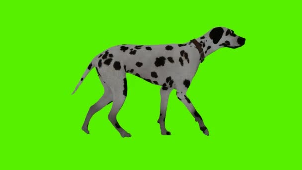 Rendeleme Yeşil Ekran Krom Anahtar Animasyonu Yan Açıdan Yürüyen Benekli — Stok video