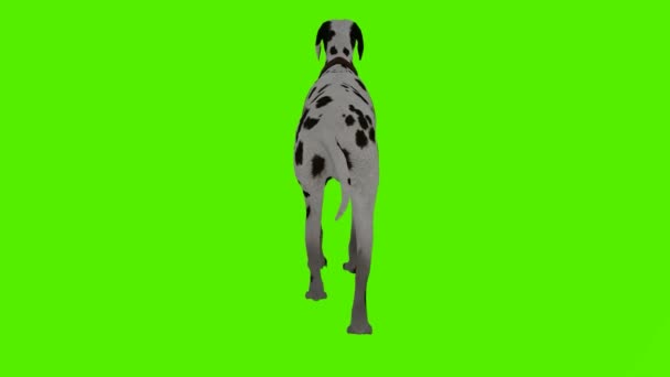 3D渲染绿色屏幕彩色键动画隔离斑纹狗从背角行走 — 图库视频影像